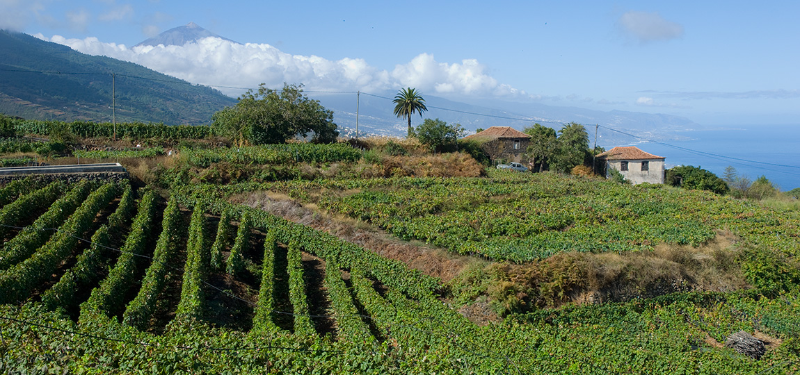 La Matanza de Acentejo, Tenerife