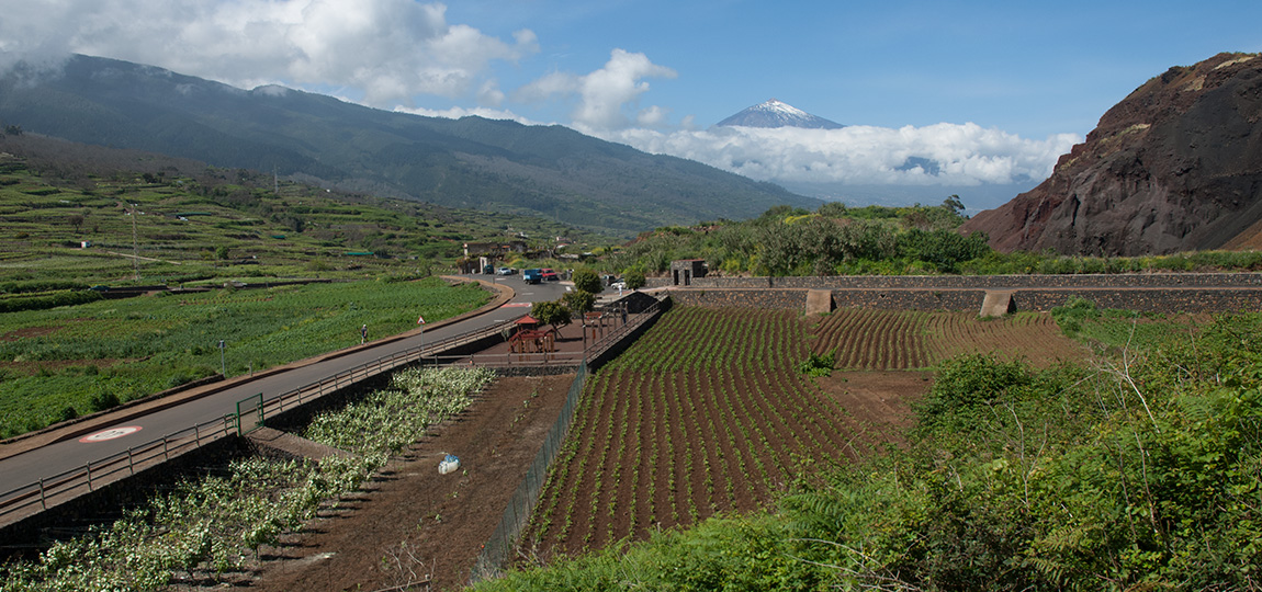 La Matanza de Acentejo, Tenerife