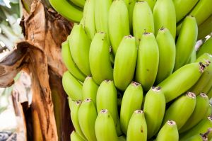 Platanos de Canarias en el Mercadillo de La Matanza de Acentejo