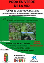 Jornada de poda en verde de la vid en La Matanza de Acentejo