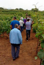 Jornada de poda en verde de la vid en La Matanza de Acentejo