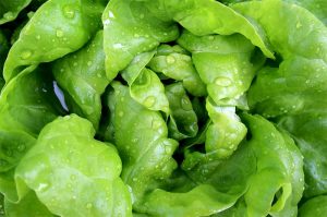 Lechuga, Mercadillo de La Matanza de Acentejo.