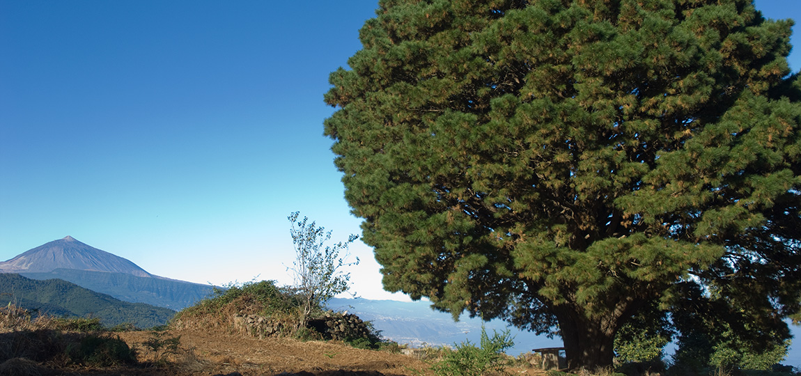 La Matanza de Acentejo, Tenerife